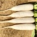 白罗卜大量上市