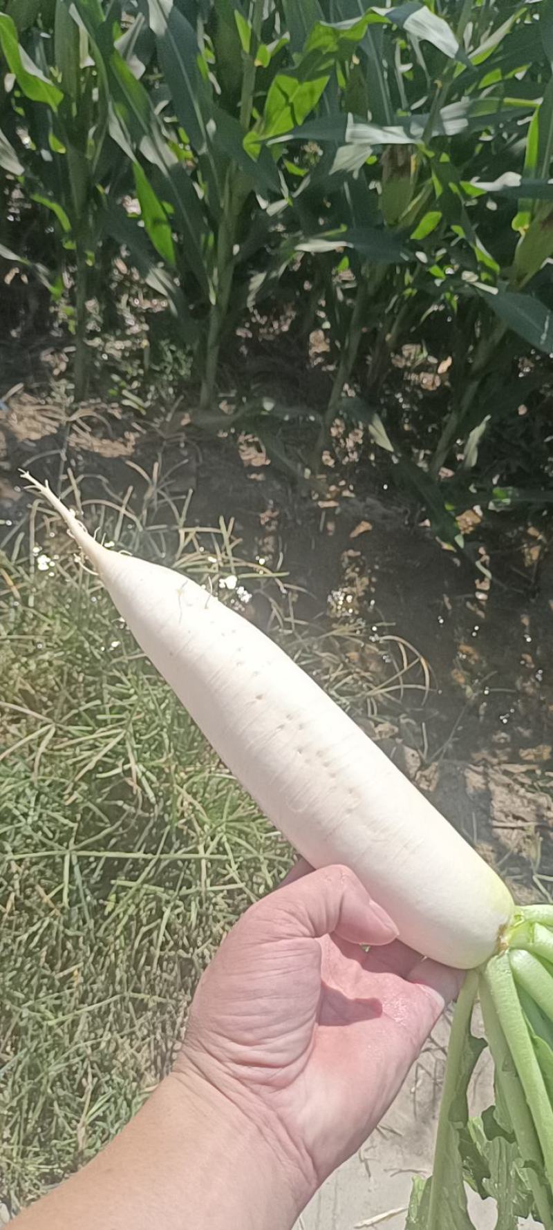 白罗卜大量上市