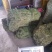 马蹄金小叶金钱草又可以称为黄疸草