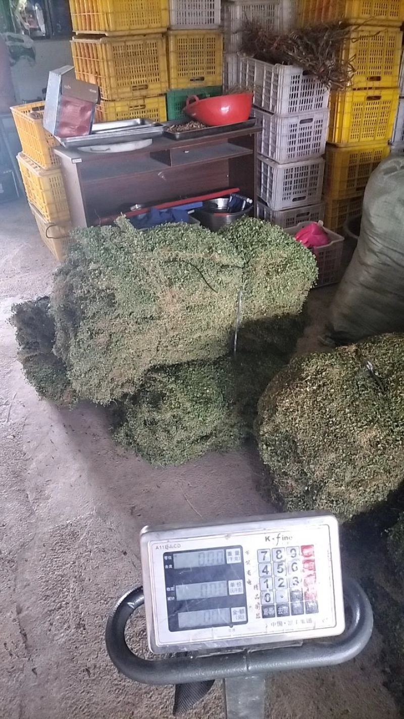 马蹄金小叶金钱草又可以称为黄疸草