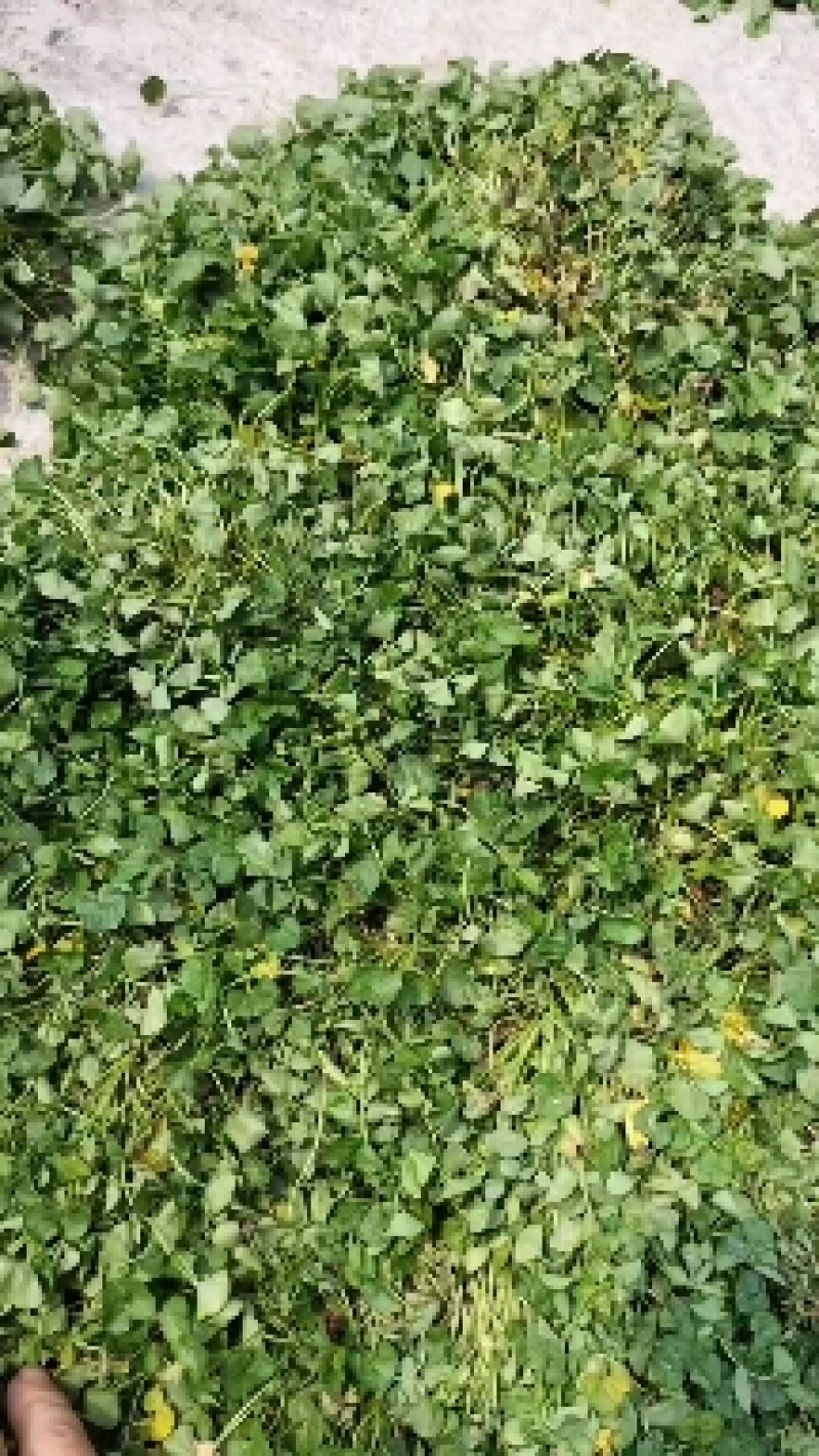 马蹄金小叶金钱草又可以称为黄疸草