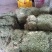 马蹄金小叶金钱草又可以称为黄疸草