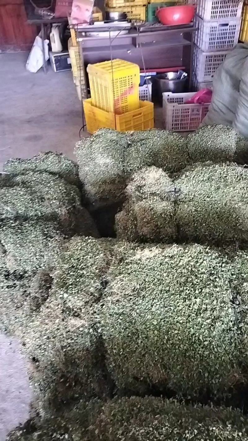 马蹄金小叶金钱草又可以称为黄疸草