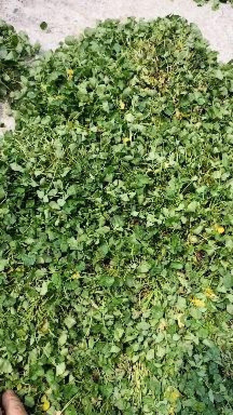 马蹄金小叶金钱草又可以称为黄疸草