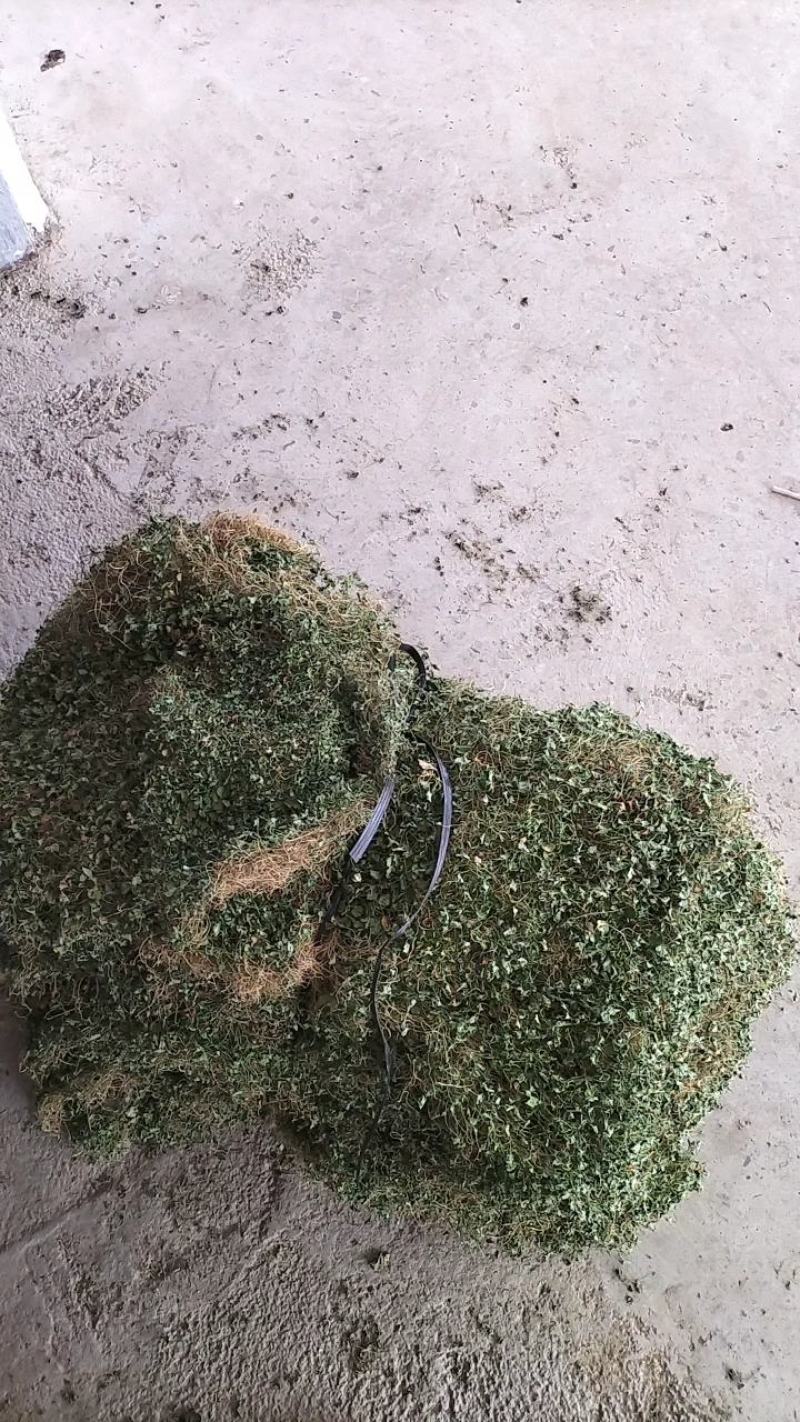 马蹄金小叶金钱草又可以称为黄疸草