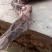 根雕