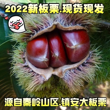 陕南特产板栗镇安大板栗5斤装优质大个头包邮电商一件代发