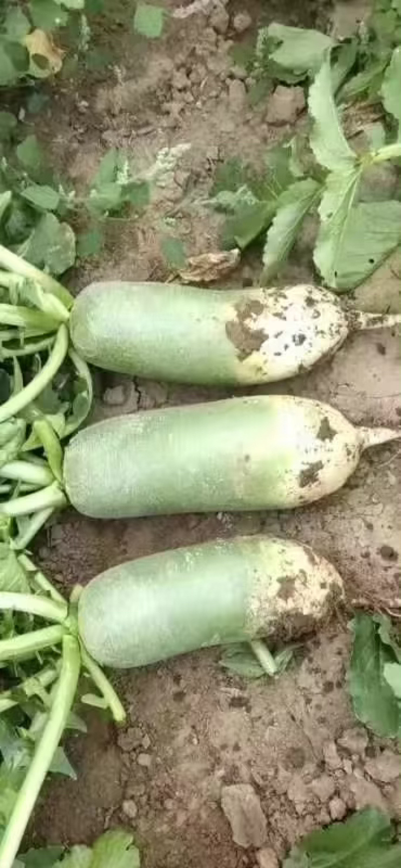 精品水果萝卜大量上市，品质好，价格合理