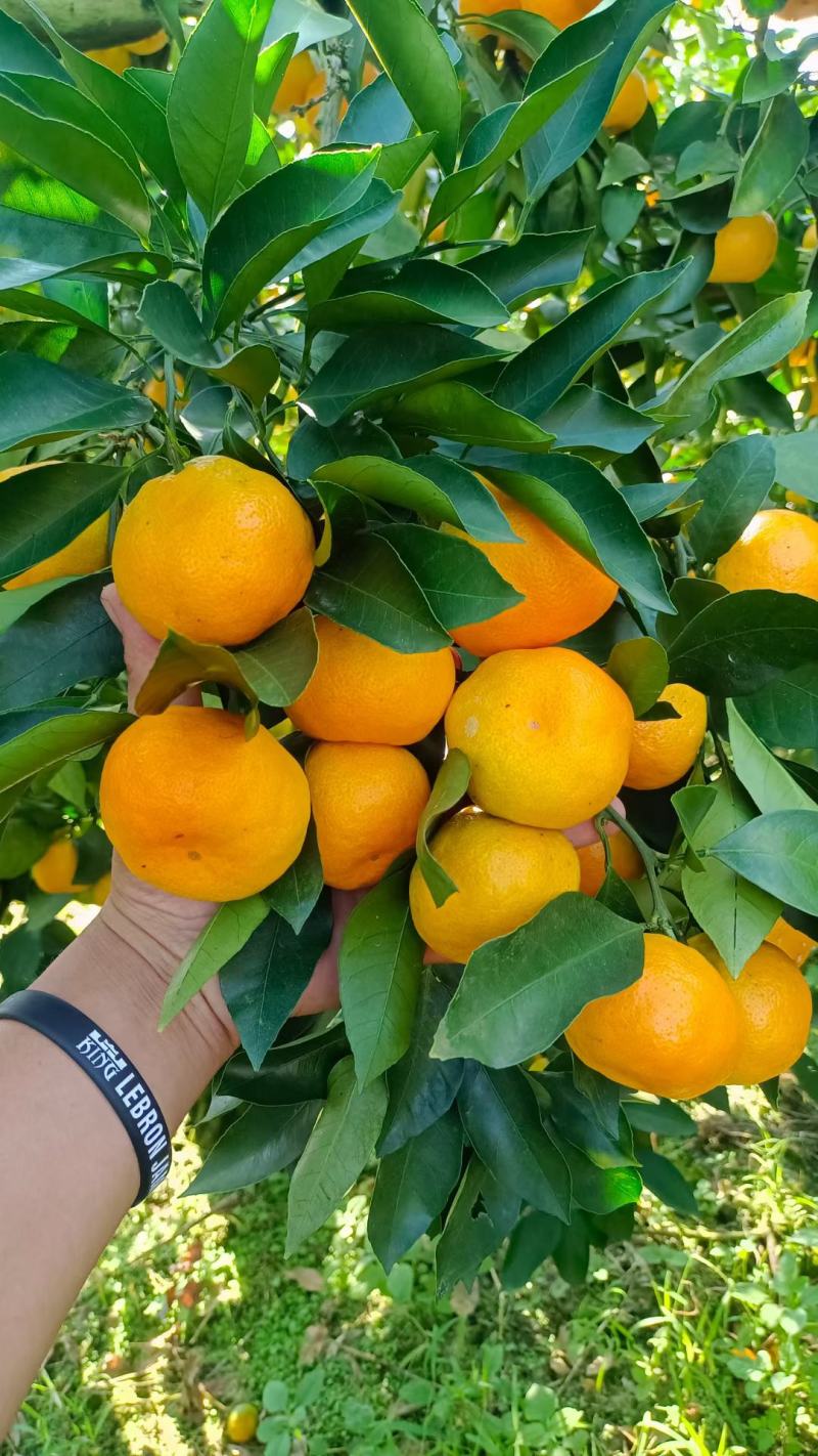 云南高山蜜橘