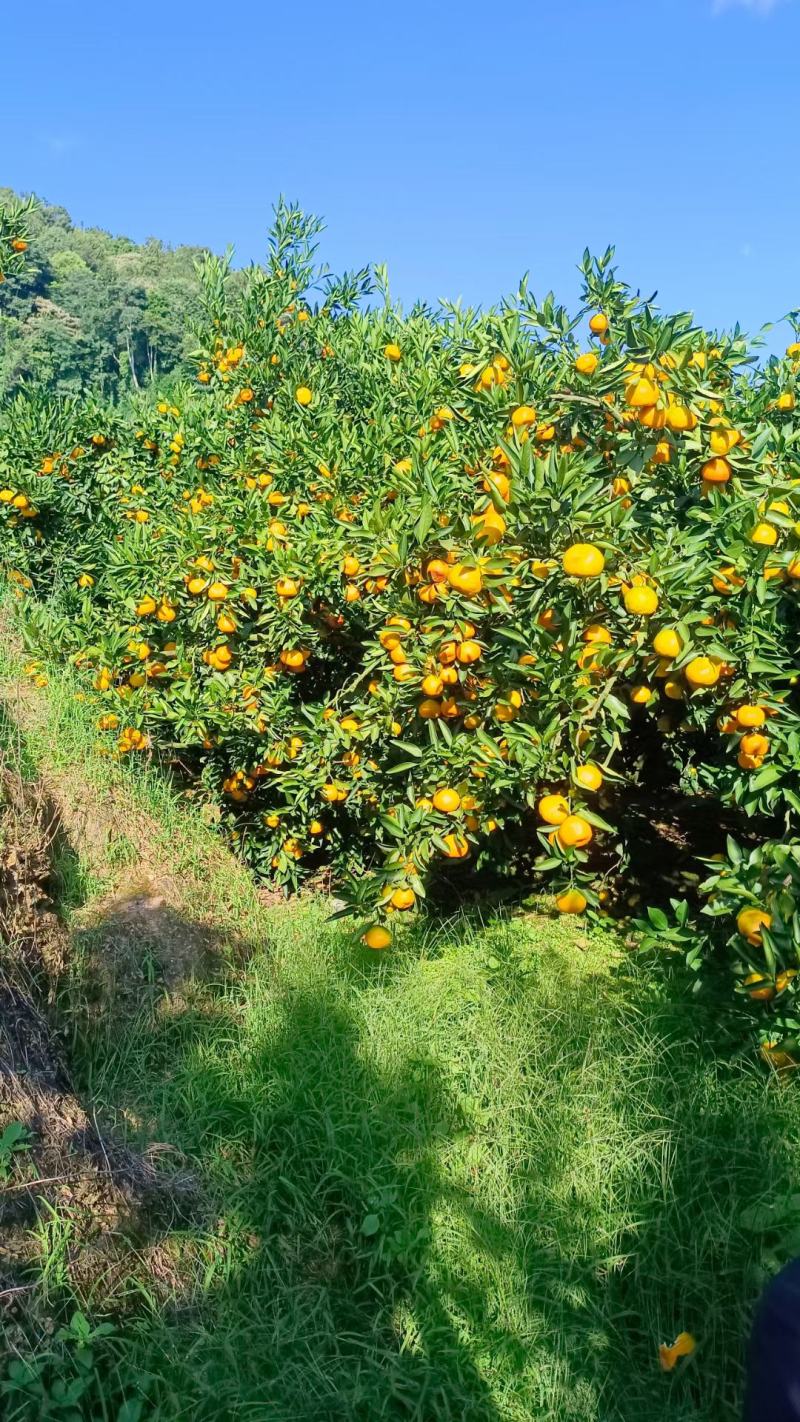 云南高山蜜橘