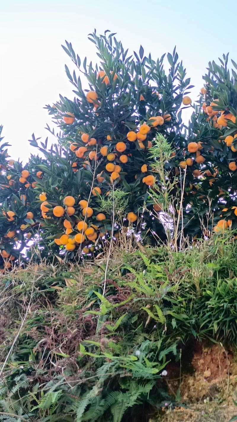 云南高山蜜橘