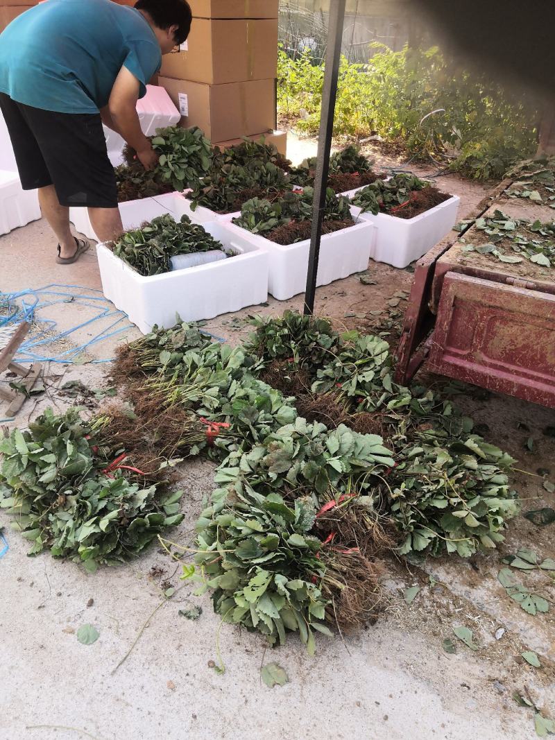 妙香七号草莓苗黑珍珠越秀红颜章姬隋珠白雪桃熏