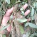 广东本地狸尾草（羊咩香）干货干货干货干货干货