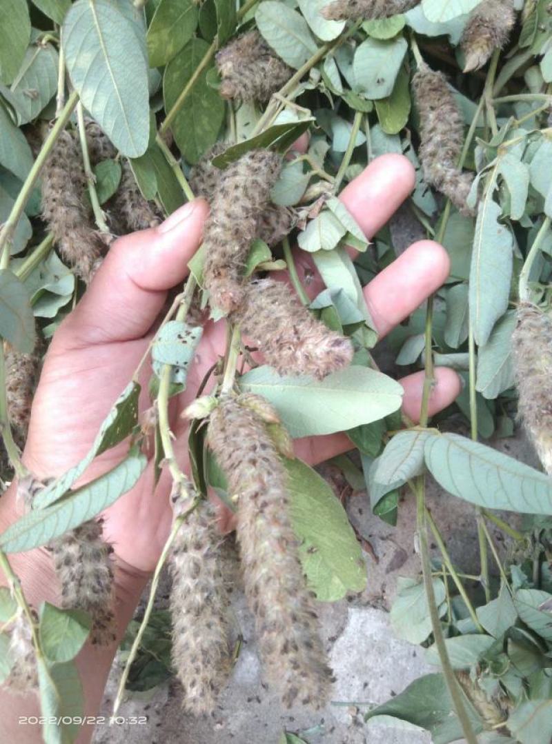 广东本地狸尾草（羊咩香）干货干货干货干货干货