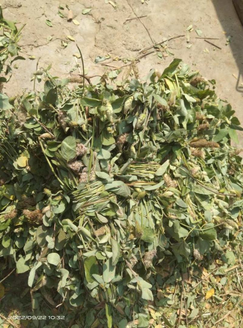 广东本地狸尾草（羊咩香）干货干货干货干货干货