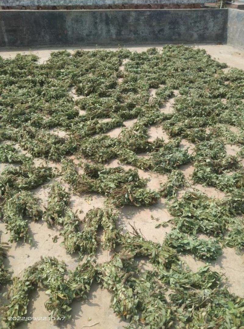 广东本地狸尾草（羊咩香）干货干货干货干货干货