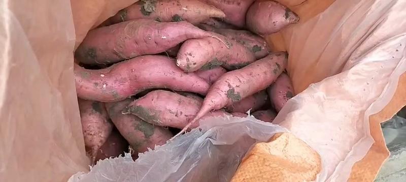 山东优质商品薯西瓜红上质量保证全国各地都发货