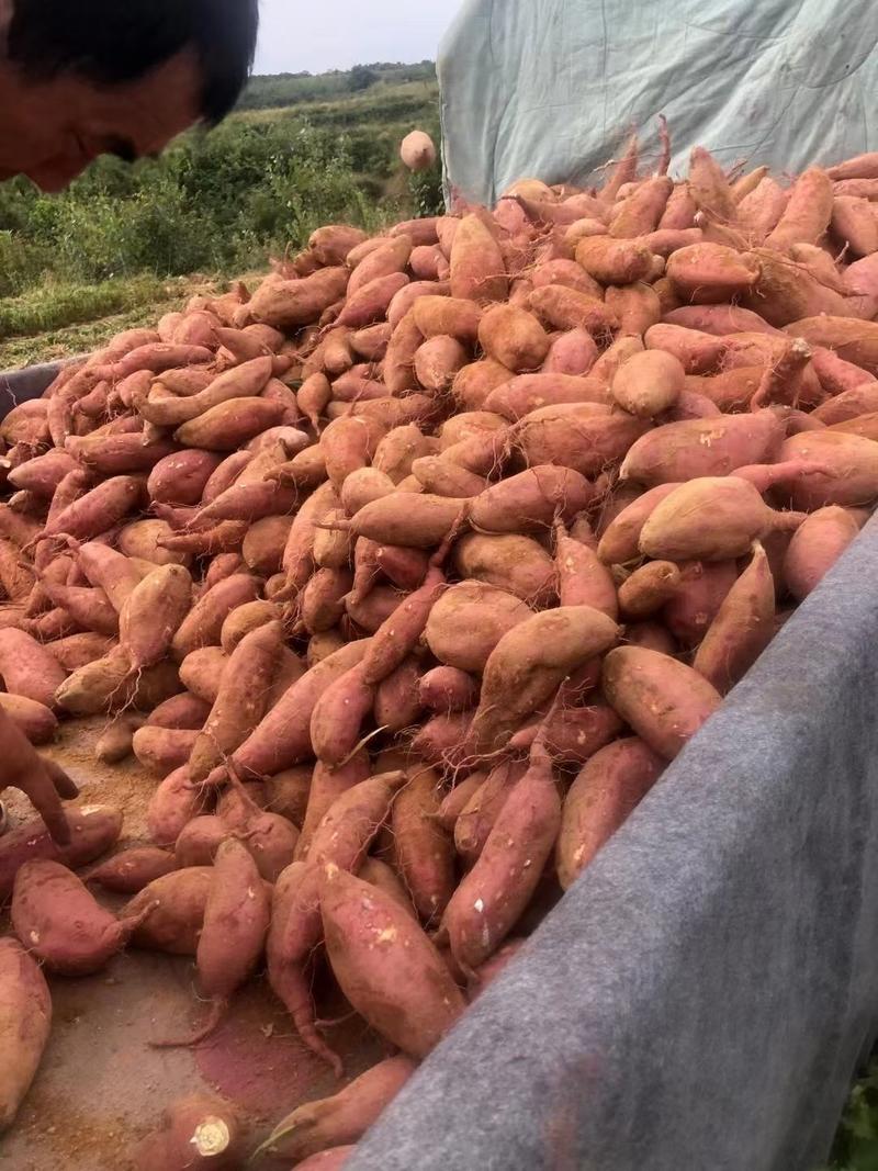 山东优质商品薯西瓜红上质量保证全国各地都发货