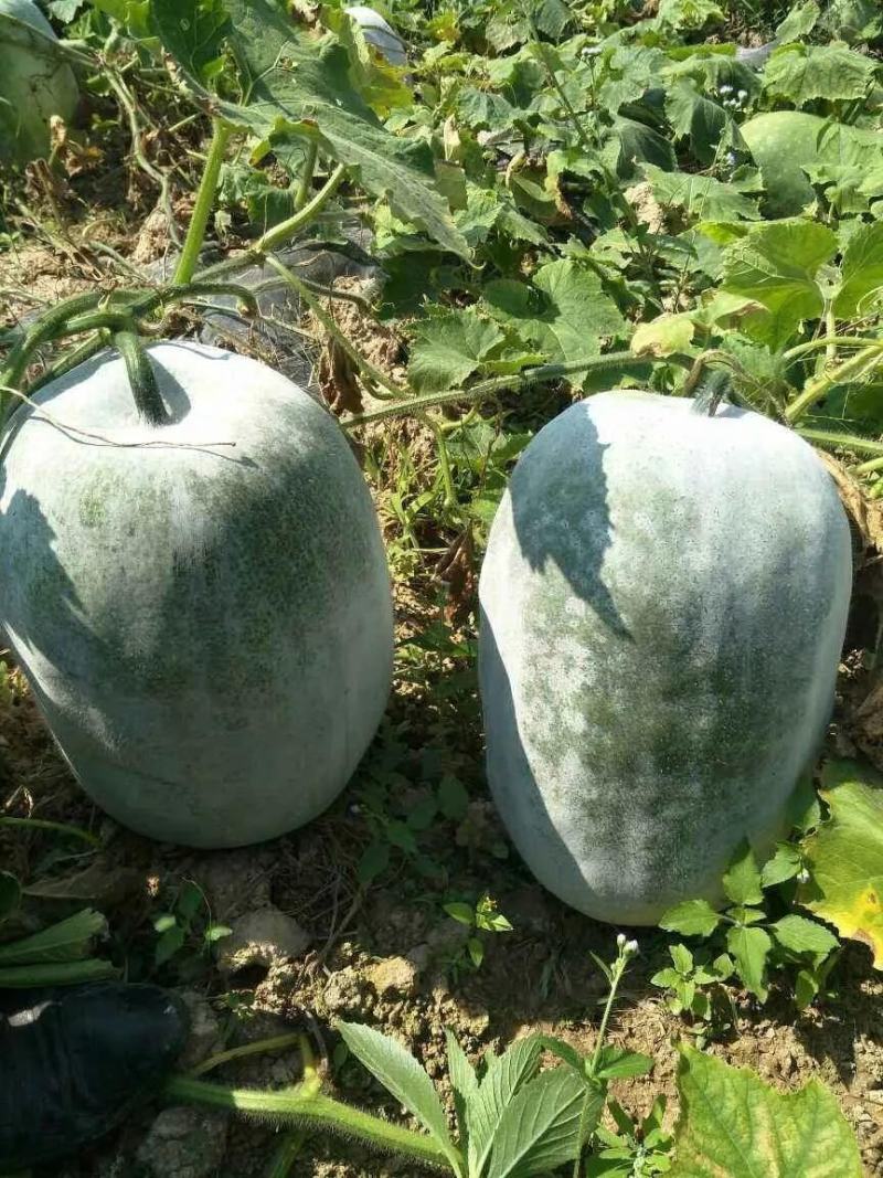 开封白皮冬瓜，产地直发，量大从优，质优价廉，稳定供货