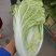 夏阳白菜《精选推荐》开封白菜一手货源诚信代发个头均匀
