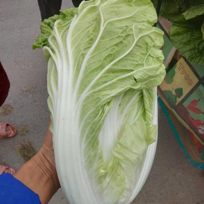 夏阳白菜《精选推荐》开封白菜一手货源诚信代发个头均匀