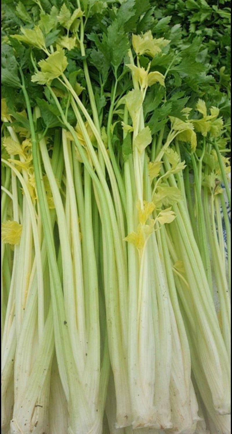 翡翠黄空心芹菜种子黄心芹菜种籽小香芹黄嫩西芹春秋蔬菜