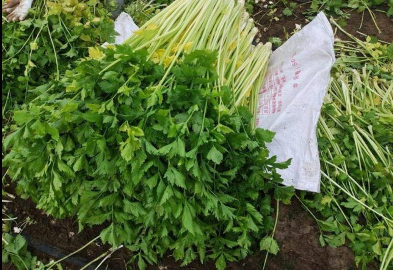 翡翠黄空心芹菜种子黄心芹菜种籽小香芹黄嫩西芹春秋蔬菜