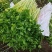 翡翠黄空心芹菜种子黄心芹菜种籽小香芹黄嫩西芹春秋蔬菜