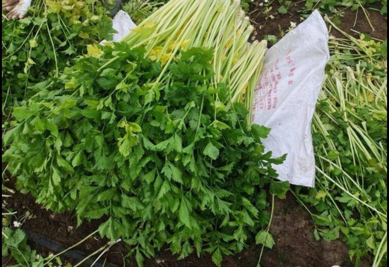 翡翠黄空心芹菜种子黄心芹菜种籽小香芹黄嫩西芹春秋蔬菜