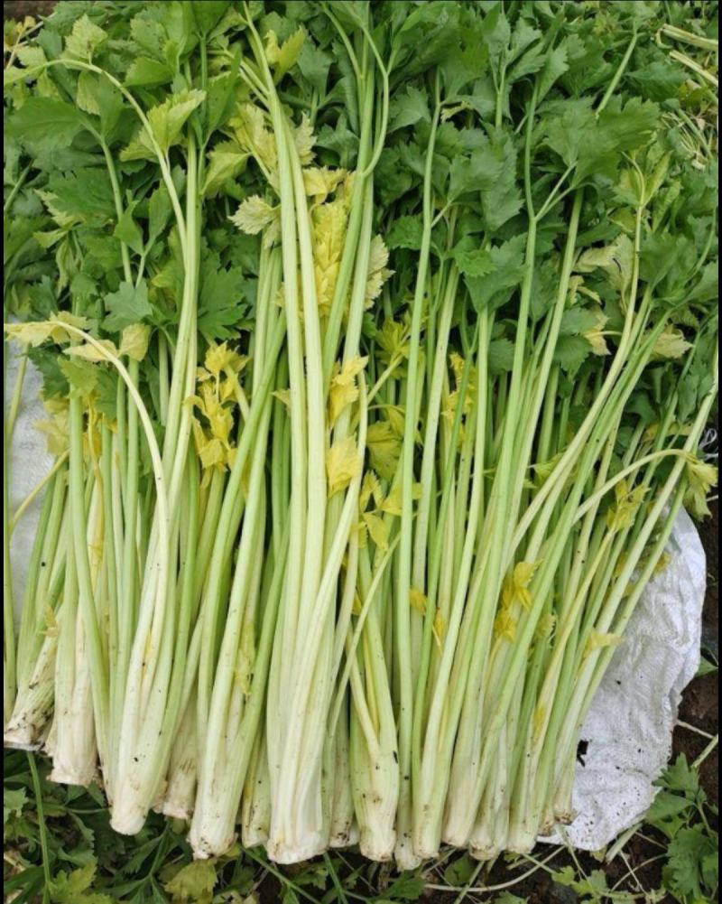 翡翠黄空心芹菜种子黄心芹菜种籽小香芹黄嫩西芹春秋蔬菜