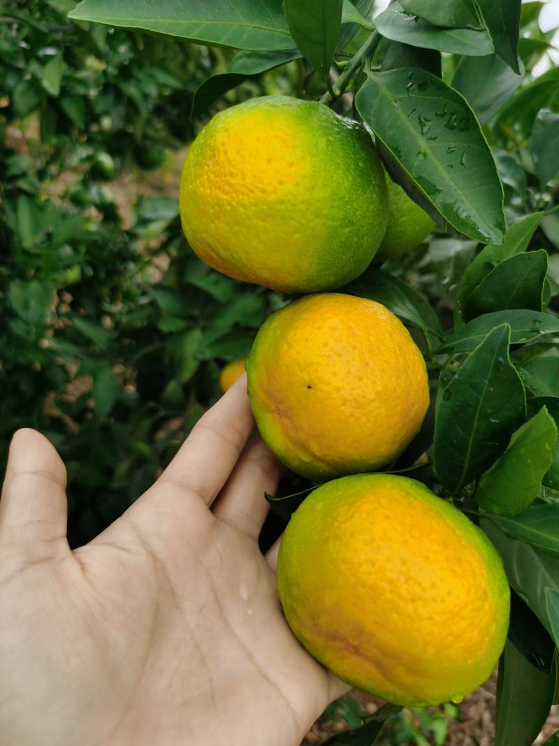 湖北宜昌特早熟蜜桔柑橘自家种植看货采摘！保值保量