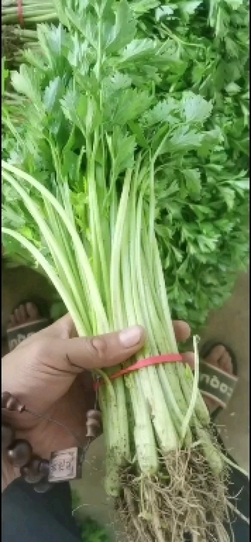 大量提供香芹大量有货