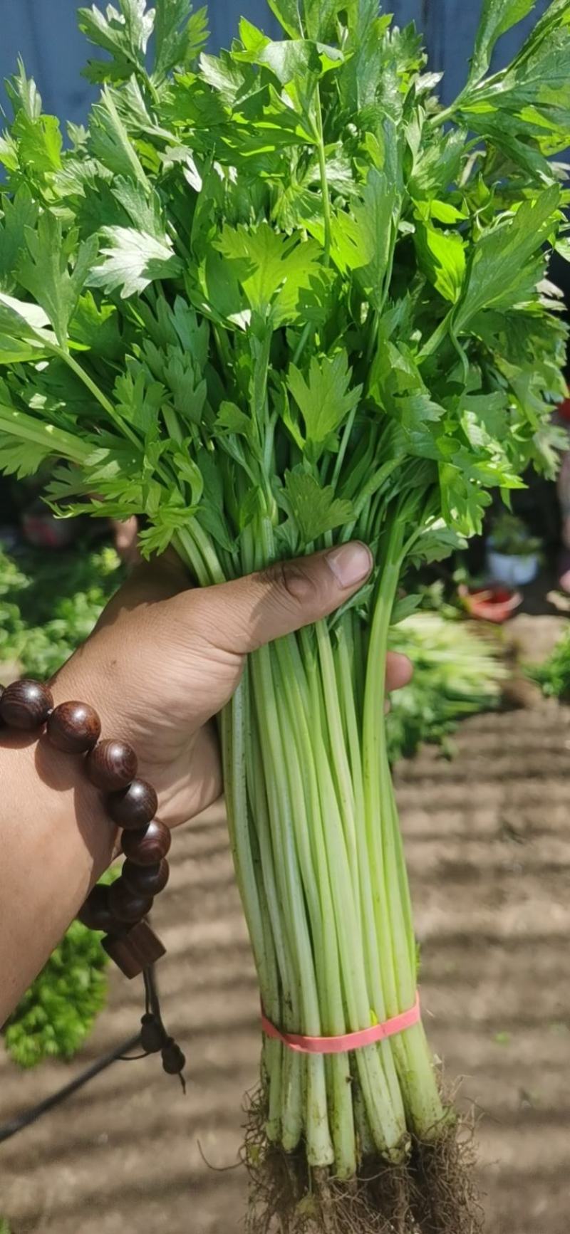 大量提供香芹大量有货