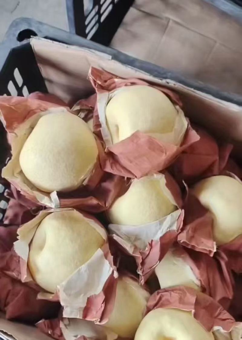 蒲城酥梨