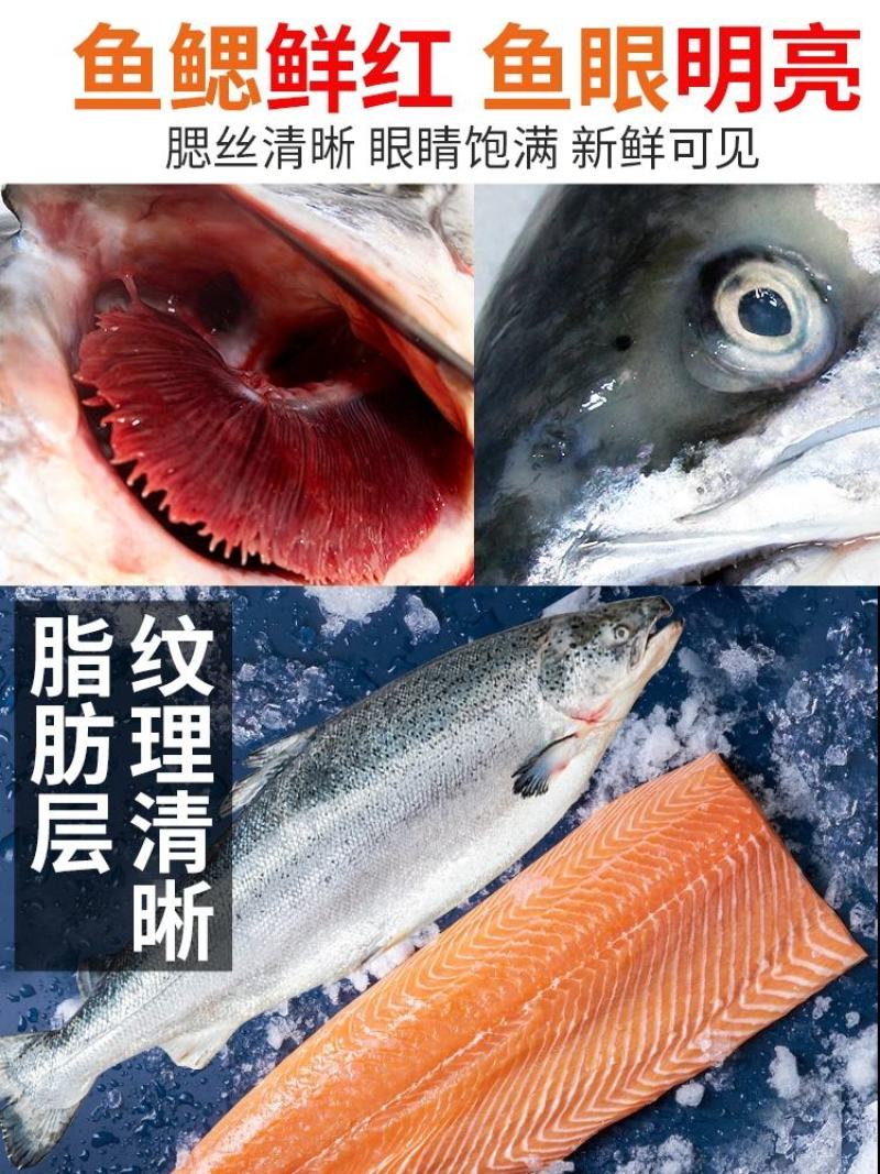 挪威冷冻新鲜三文鱼刺身生鱼片鱼生寿司中段400克
