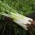 芹菜种子白杆实芹种子嫩脆耐热耐寒盆栽春秋蔬菜种子
