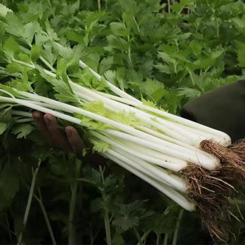 芹菜种子白杆实芹种子嫩脆耐热耐寒盆栽春秋蔬菜种子