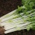 芹菜种子白杆实芹种子嫩脆耐热耐寒盆栽春秋蔬菜种子