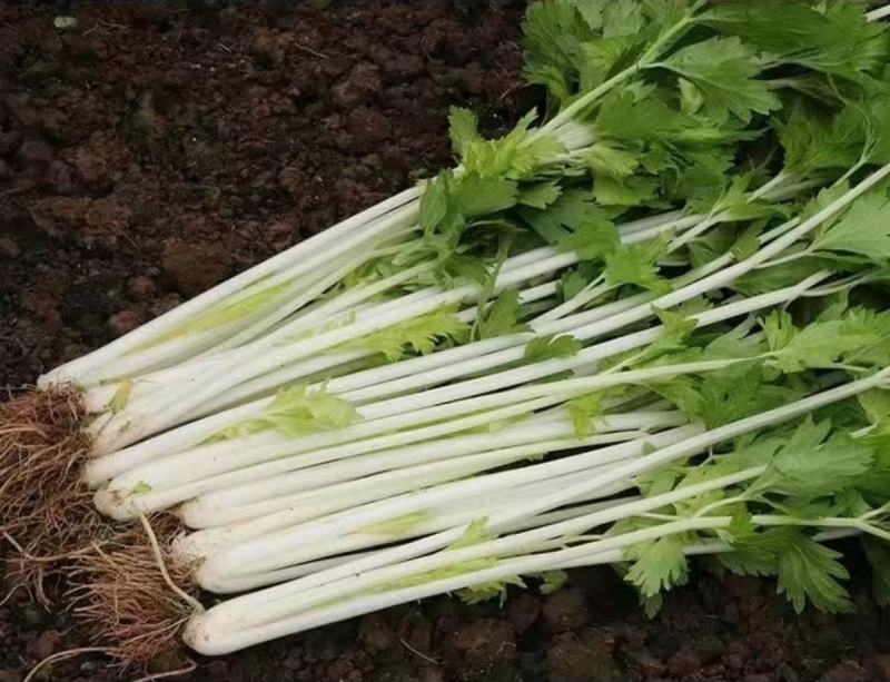 芹菜种子白杆实芹种子嫩脆耐热耐寒盆栽春秋蔬菜种子