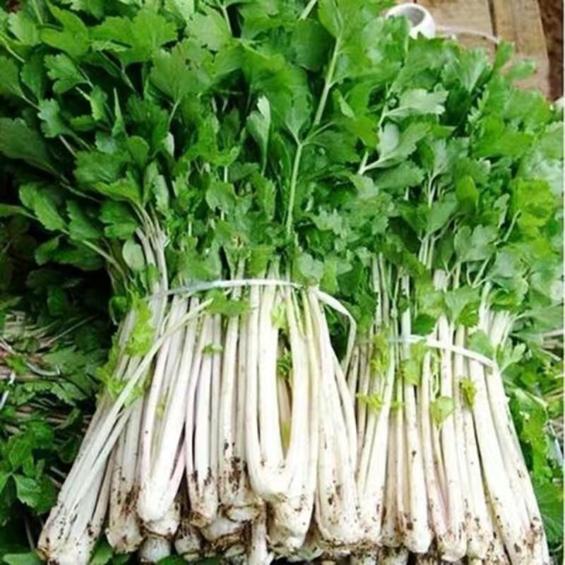 芹菜种子白杆实芹种子嫩脆耐热耐寒盆栽春秋蔬菜种子