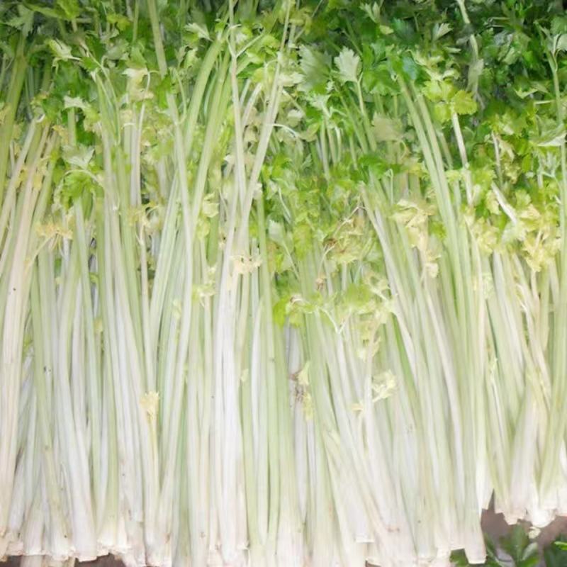 芹菜种子白杆实芹种子嫩脆耐热耐寒盆栽春秋蔬菜种子