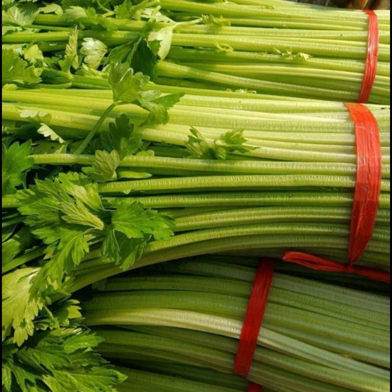 芹菜种子津南实芹1号芹菜种子实心芹菜庭院农户大田蔬菜种子