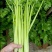 芹菜种子津南实芹1号芹菜种子实心芹菜庭院农户大田蔬菜种子