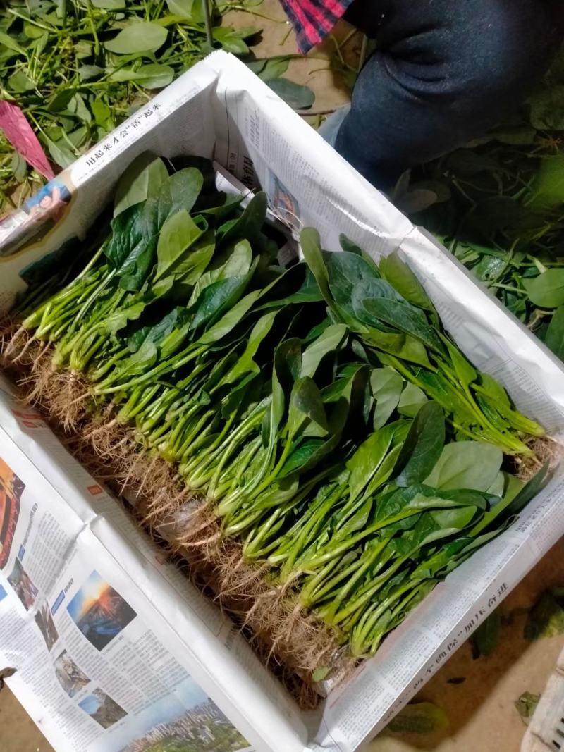菠菜，大叶菠菜，万亩种植基地，适合各种渠道采购，视频看货