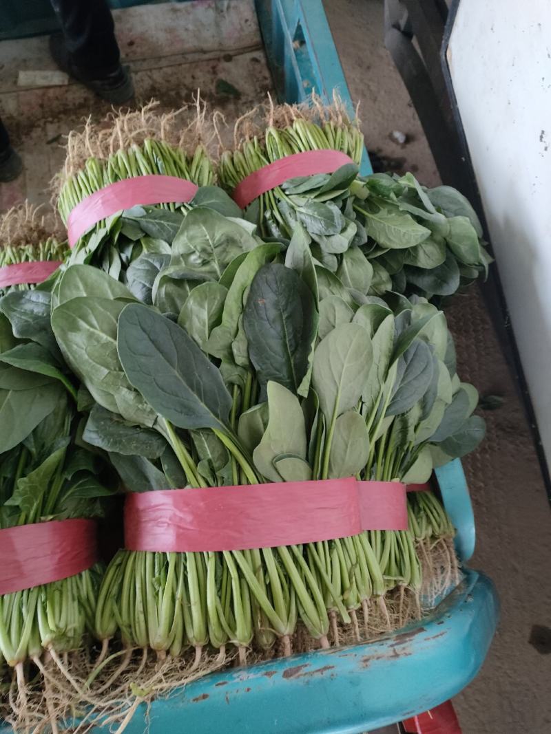 菠菜，大叶菠菜，万亩种植基地，适合各种渠道采购，视频看货