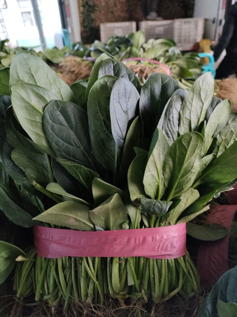 菠菜，大叶菠菜，万亩种植基地，适合各种渠道采购，视频看货