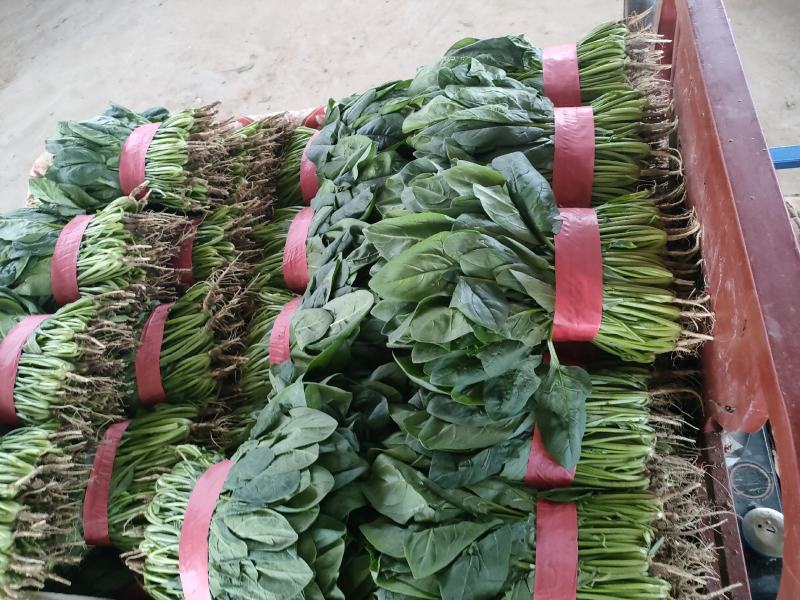 菠菜，大叶菠菜，万亩种植基地，适合各种渠道采购，视频看货