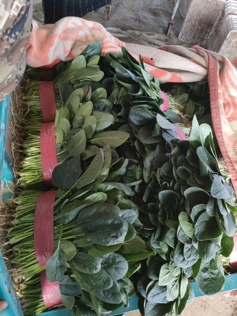 菠菜，大叶菠菜，万亩种植基地，适合各种渠道采购，视频看货