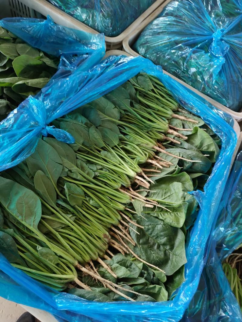 菠菜，大叶菠菜，万亩种植基地，适合各种渠道采购，视频看货
