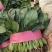 菠菜,大叶菠菜,万亩种植基地,适合各种渠道采购,视频看货